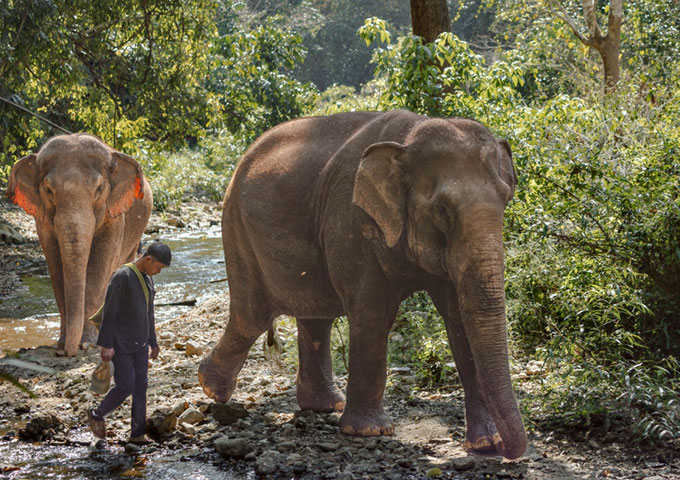 布尔姆和艾米丽的大象保护营